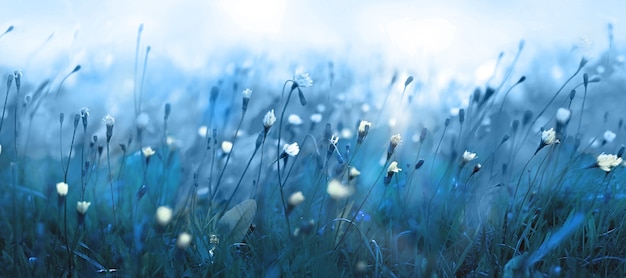 Zachte blauwe natuurlijke achtergrond. Wilde bloemen op het mistige weideveld.