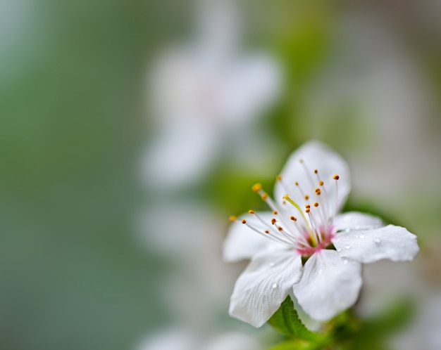 Zachte bloemen