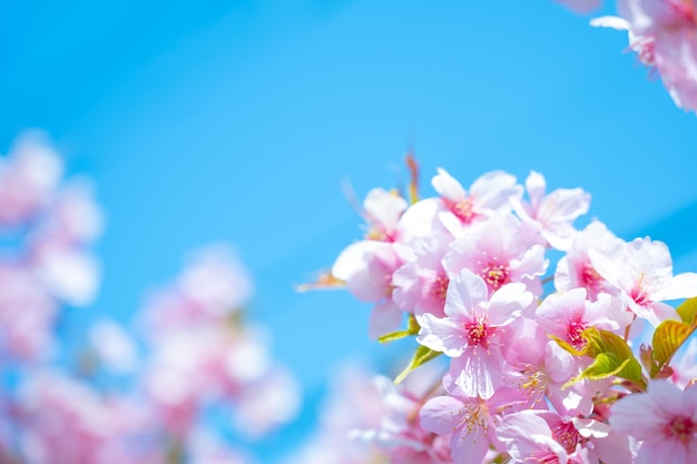 Zachte en levendige Japanse kersenbloesems en blauwe lucht