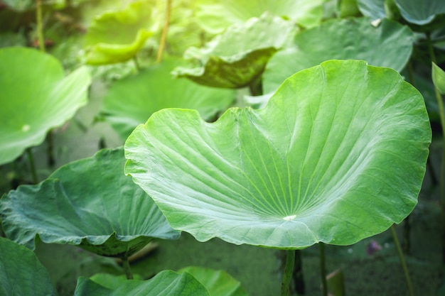 Zachte focus en close-up Mooi blad