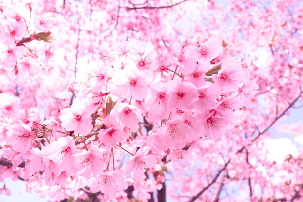 Zachte focus Kersenbloesem Sakura bloem tegen blauwe hemel mooi op de achtergrond een lentedag in japan