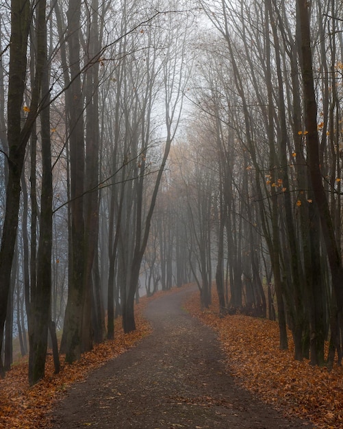 Foto zachte focus. lege mistige herfststeeg in een park met esdoorns in de late herfst. mystiek herfstlandschap met ochtendmist en pad in het park. verticale weergave.