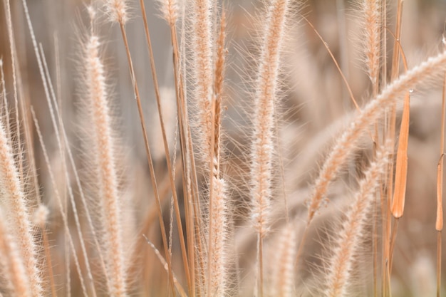 Zachte focus op de achtergrond van bruine grasbloemen