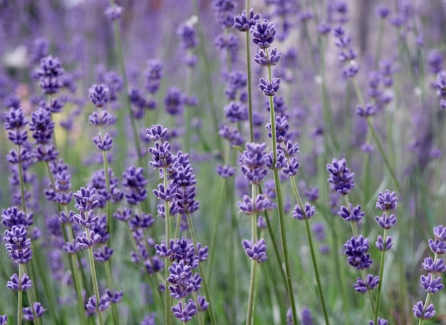 Zachte focus op lavendelbloemen.