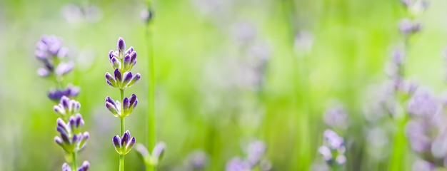 Zachte focus op lavendelknoppen in de zomertuin. Bloem achtergrond