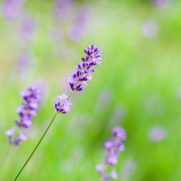 Zachte focus op lavendelknoppen in de zomertuin. bloem achtergrond