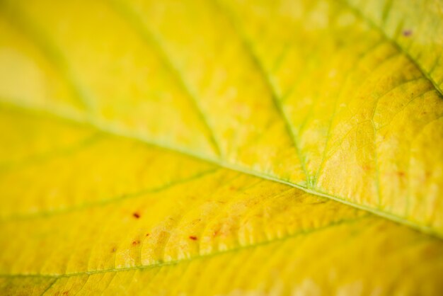 Zachte focus van groen en geel laat textuur