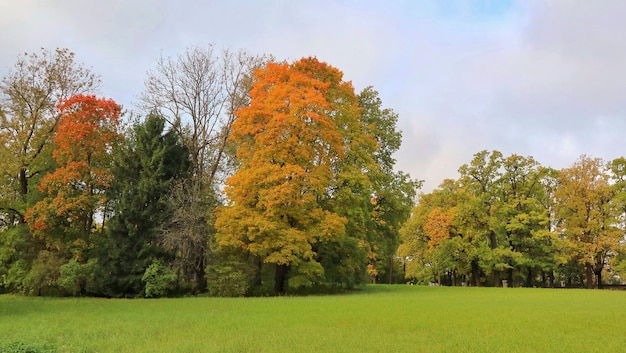 Zachte focus van grote esdoorn met oranje en rode bladeren in het openbare park natuur in de herfst