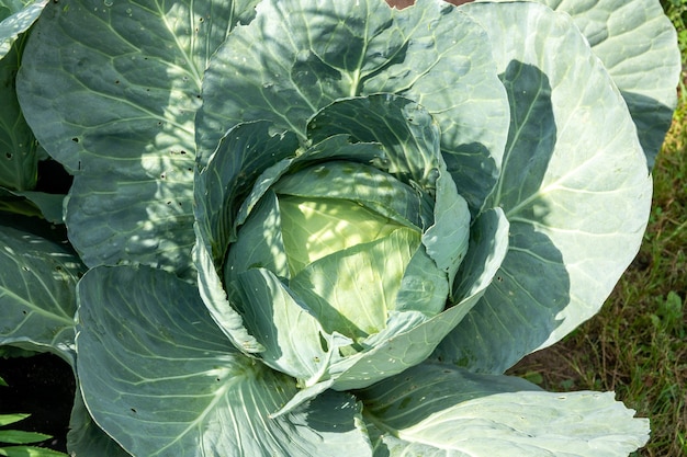 Zachte focus van grote kool in de tuin in de zomer