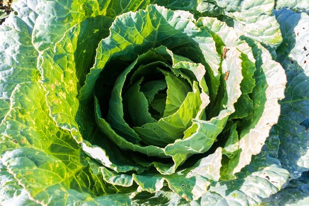 Zachte focus van grote kool in de tuin