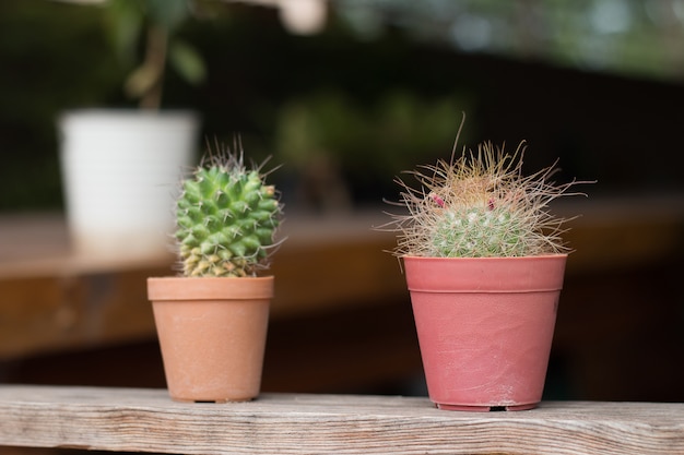 Zachte focus van Succulenten of cactussen in pot op houten bord.