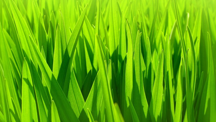 Foto zachte focus van verse groene bladeren achtergrond