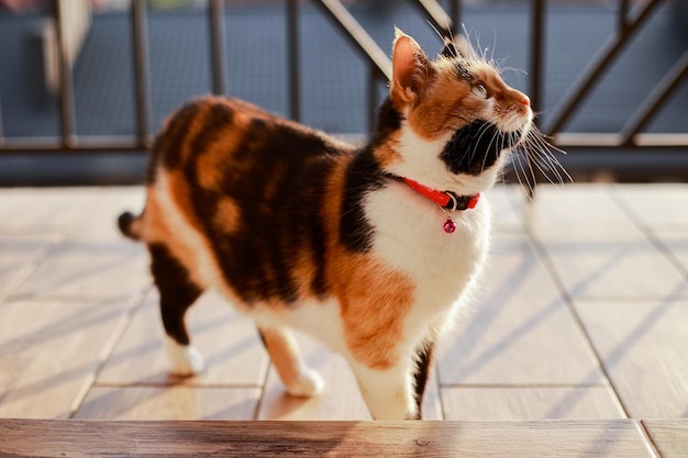 Zachte foto van een driekleurige kat die bij zonsondergang onder warme stralen naar de vogels op het balkon kijkt