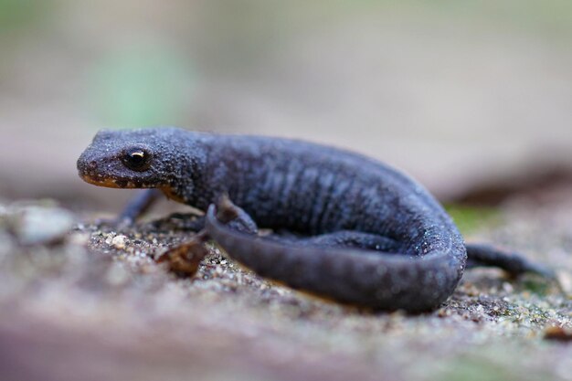 Zachte full body shot van een subadult vrouwelijke alpensalamander, Ichthyosaura alpestris, in terrestrische fase