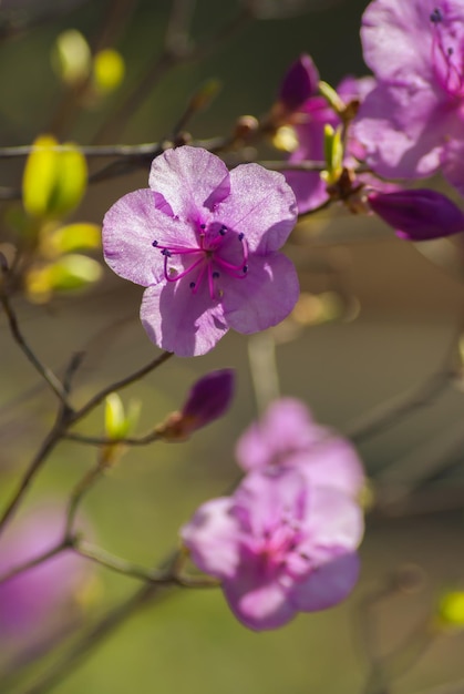 Zachte lente achtergrond Mooie bloem