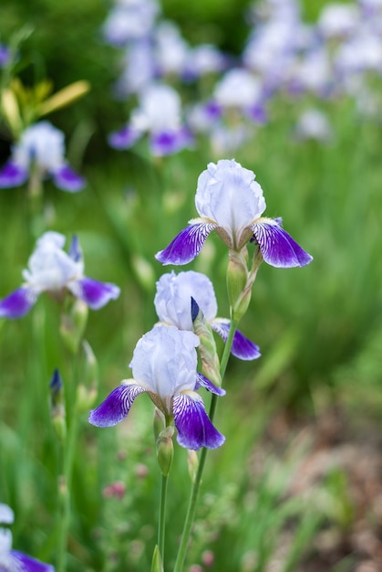 Zachte lichtblauwe irisbloemen die op gazon bloeien