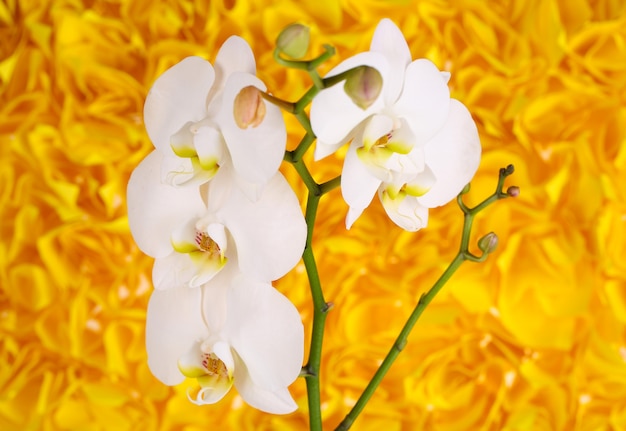 Zachte mooie orchidee op gele achtergrond