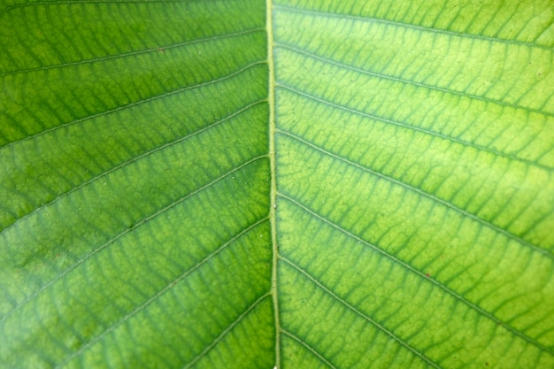 Zachte nadruk, groene bladachtergrond