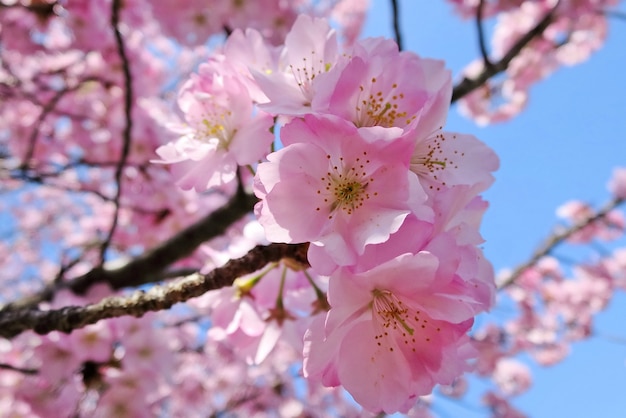 Zachte nadruk van Cherry Blossom of Sakura-bloem op aardachtergrond in de lentetijd.