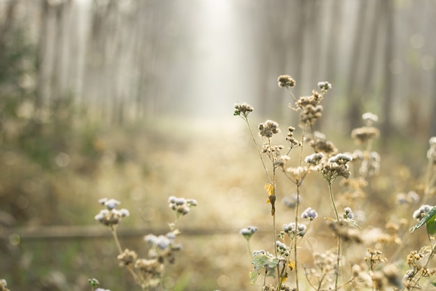 Zachte nadruk van Weidebloem met zonstralen, bloemenachtergrond.