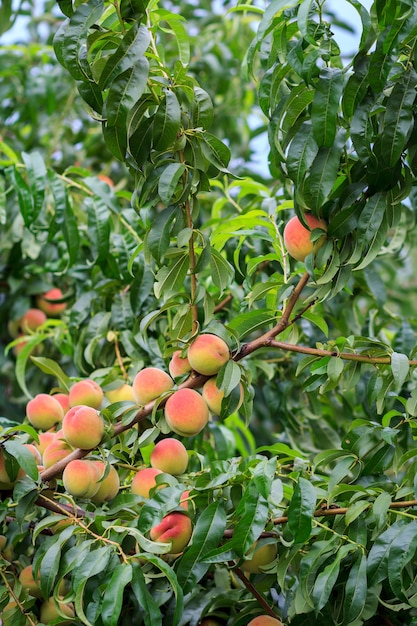 Zachte perziken die aan de boom in de boomgaard hangen.