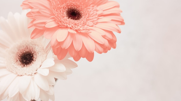 Zachte roze gerberabloem dichte omhooggaand. Natuurlijke bloemrijke achtergrond met kopie ruimte. Groetkaart voor de lentetijd, concept aard. Stilleven met verse gerbera. Selectieve aandacht.