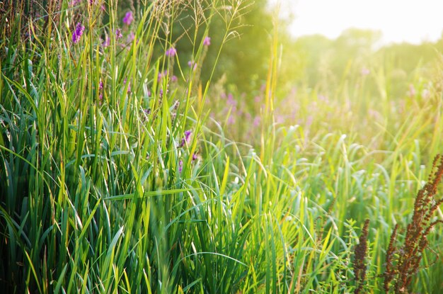 Zachte roze weide bloem natuur achtergrond