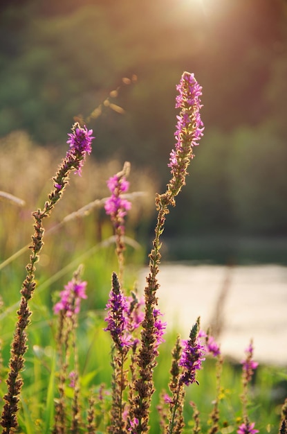 Zachte roze weidebloem op de achtergrond van de zonsopgangaard