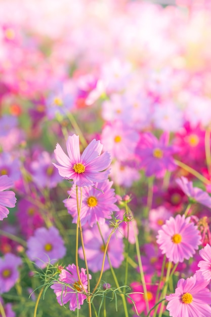 Foto zachte, selectieve focus van cosmos, wazige bloem voor achtergrond, kleurrijke planten