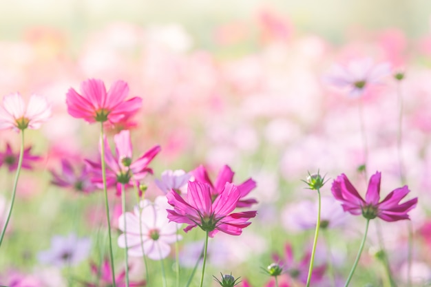 Zachte, selectieve focus van Cosmos, wazige bloem voor achtergrond, kleurrijke planten