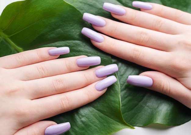 Zachte violette vrouwelijke manicure met monsterablad