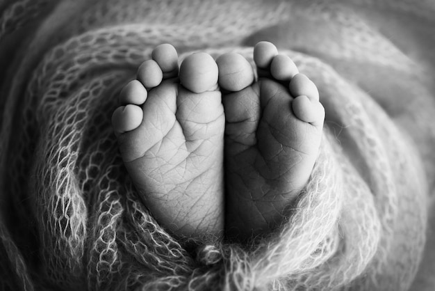 Zachte voeten van een pasgeboren baby in een wollen deken close-up van tenen, hielen en voeten van een babyde kleine voet van een pasgeboren babyvoeten bedekt met geïsoleerde achtergrond zwart-wit studio macrofotografie