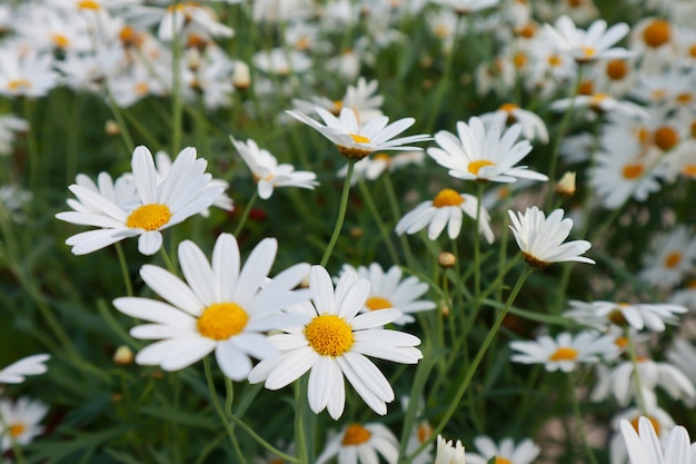 Zachte witte madeliefjebloemen in de tuin