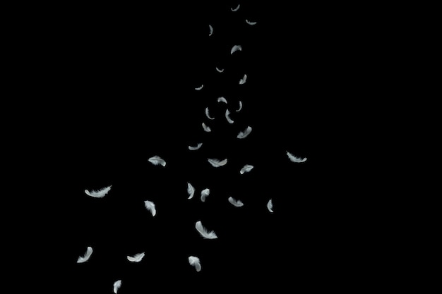 Zachte witte veren vallen in het donker