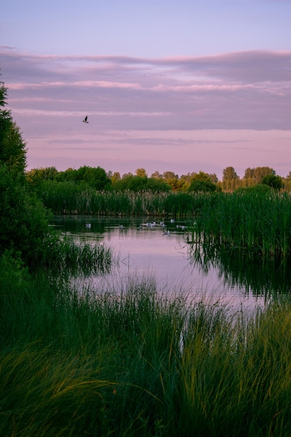 Zachte zonsopgang boven het meer in de zomer