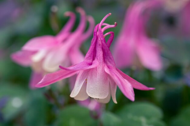 Zachtroze aquilegia in de zomertuin Meerjarige tuinplanten