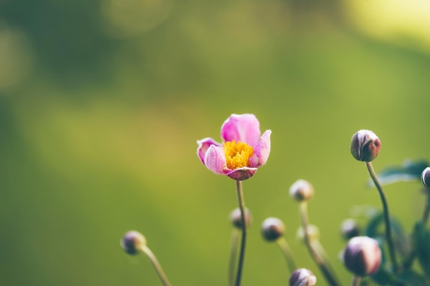 Zachtroze bloemen van anemonen buiten in de herfst