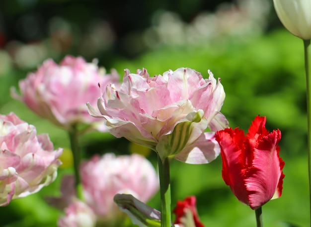 zachtroze pioenvormige tulpenbloem die op achtergrond van onscherpe roze tulpenbloem in park bloeien