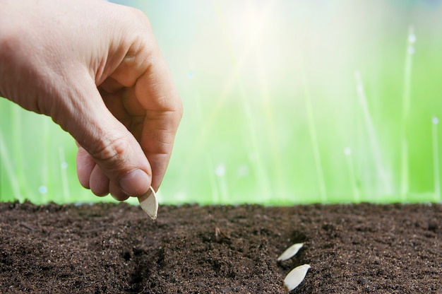 Zaden in de grond planten