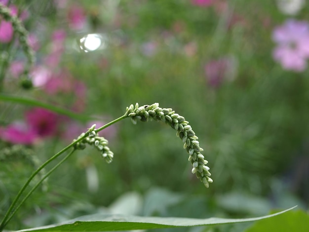 Zaden van de bijtende duizendknoopplant Polygonum hydropiper op een natuurlijke achtergrond