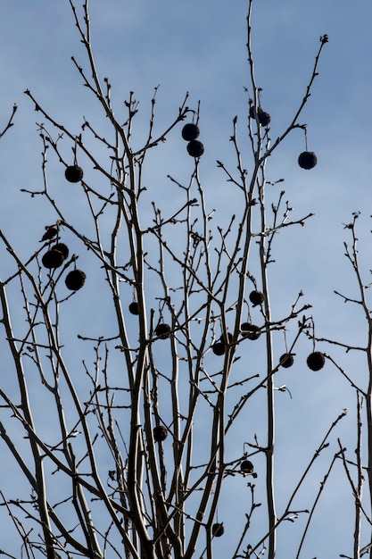 zaden van de boom Platanus hispanica