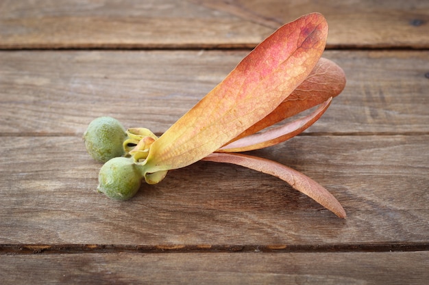 zaden van dipterocapus alatus en gedroogd blad op een houten bord