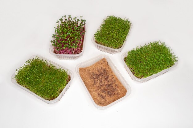 Foto zaden voor ontkieming teelt van verschillende microgreenplanten