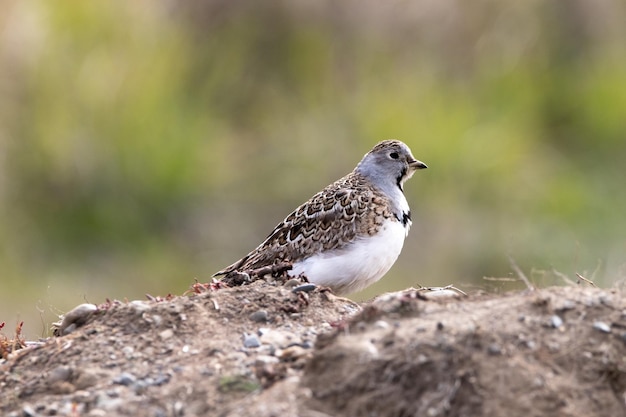 Zadennip waakzaam het nest bewaken