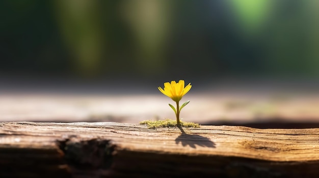 zakenlieden wachten vlucht bloemen crocus esthetisch desktop behang 8k fotografie achtergrond