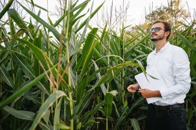 zakenman in het korenveld plantage controleren