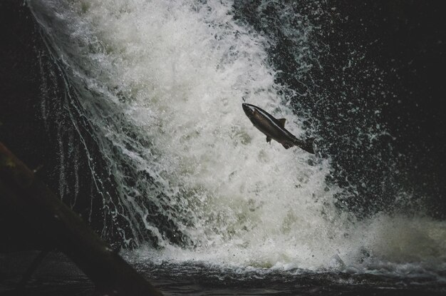 Foto zalm springt over de goldstream rivier.