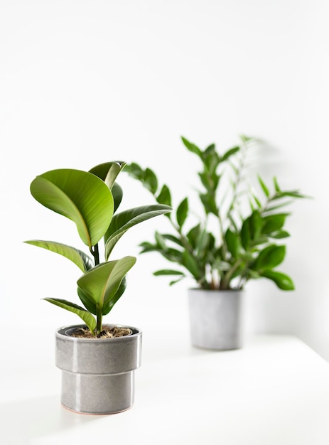 Photo zamioculcas and ficus home plant green leaves on white background with copy space