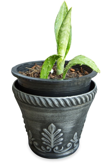 Zamioculcas flower Zanzibar palmand cactus in ceramic pot isolated on white background