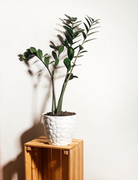 Zamioculcas groene plant in pot